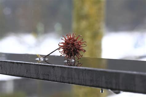 Trees With Spiky Balls Hunker