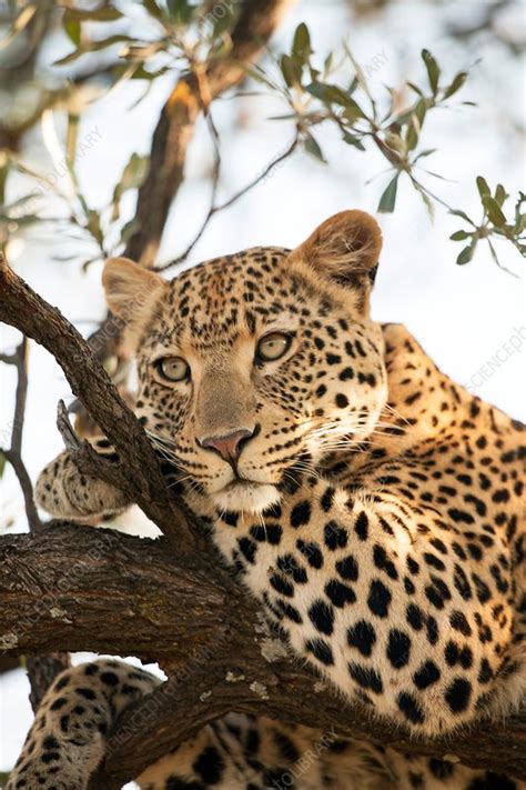 Female Leopard Resting In A Tree Stock Image C0139515 Science