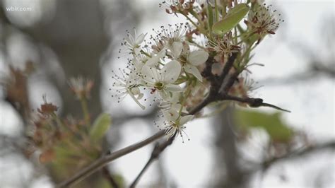 Experts Say Bradford Pear Trees Are Invasive