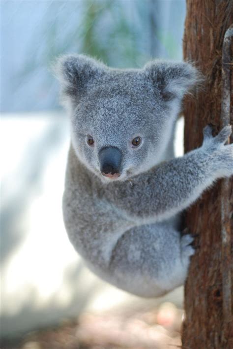 Australian Threatened Species The Koala Bondi Wash