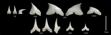 Hemigaleus Microstoma Bleeker 1852 Hiretogarizame Sicklefin Weasel Shark