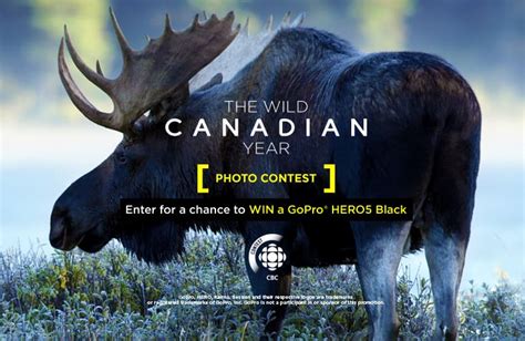 wild canadian year photo contest the wild canadian year