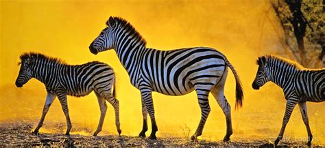 Three Zebras In A Golden Sunset Botswanna Doc Landis Photography