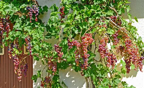 How To Grow Grapes 2023
