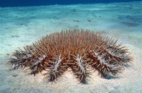 Crown Of Thorns Starfish Facts Habitat Predators Pictures
