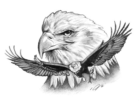 Seagle reference photo and photo drawing. Eagles Drawing by Jason VanderHoff