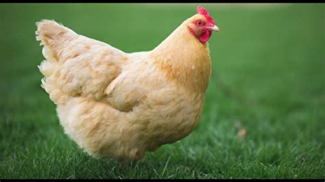 Top 10 Best Egg Laying Chicken Breeds Fresh Eggs Daily 174 Rezfoods