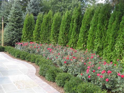 Screening For Privacy Privacy Landscaping Evergreen Plants