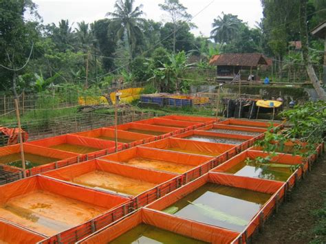 Lebih bagus untuk penerapan tebar bibit ikan sehingga lebih padat kapasitas bibitnya, apabila ditambah aerasi maka. Merambah Pembenihan Lele Sangkuriang - Komunitas Budidaya Lele Sangkuriang