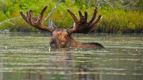 Moose Official Adirondack Region Website