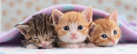 Palooza 100 Kittens Partnering For Pets