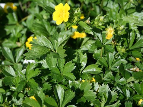Laden sie diese kostenlose vektor zu musschia aurea pflanze und entdecken sie mehr als 9m professionelle grafikressourcen auf freepik. Gold-Fingerkraut - Potentilla aurea - Baumschule Horstmann