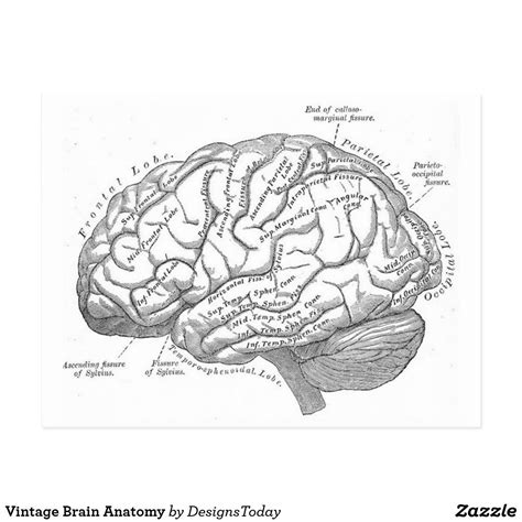 Vintage Brain Anatomy Postcard Zazzle Brain Art Medical