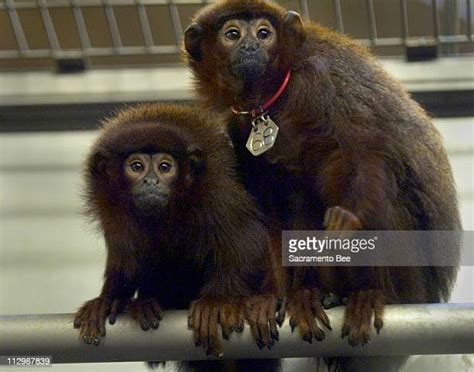 Monkey Breeding Fotografías E Imágenes De Stock Getty Images