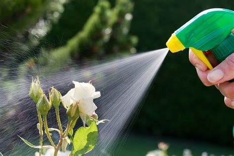 Green Living Insecticidas Naturales Y Caseros Para Cuidar Tus Plantas