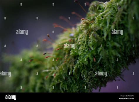 Close Up Image Of Moss On A Tree Branch Stock Photo Alamy