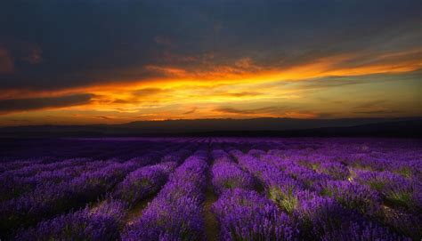 Wallpaper Purple Flower Field During Sunset Background Download Free