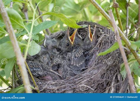 Bird Nest With Young Birds Chicks Eurasian Blackbird Hungry Baby