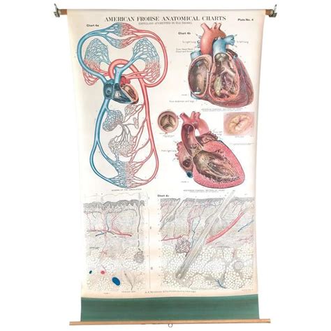 Frohse Anatomical Chart By Aj Nystrom Plate No 4 Circulatory