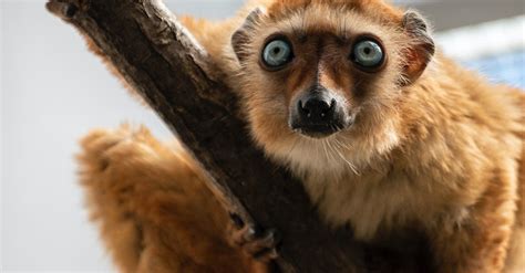 Close Up Photo Of Leaping Lemurs · Free Stock Photo