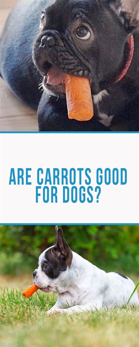 Dogs that eat lots of carrots can expect to enjoy better vision and avoid problems like macular degeneration and cataracts. Are Carrots Good for Dogs? 3 Best Ways to Put Them in your ...