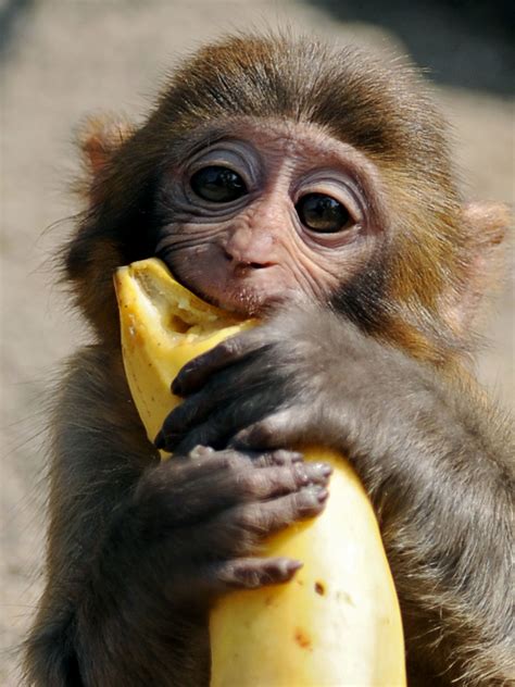 Monkey With Banana Wallpapers High Quality Download Free