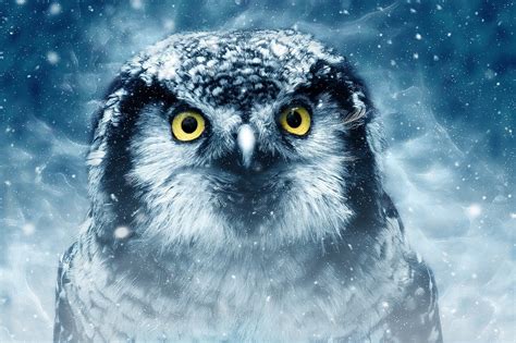 Scary Owl 1920×1080 Wallpaper