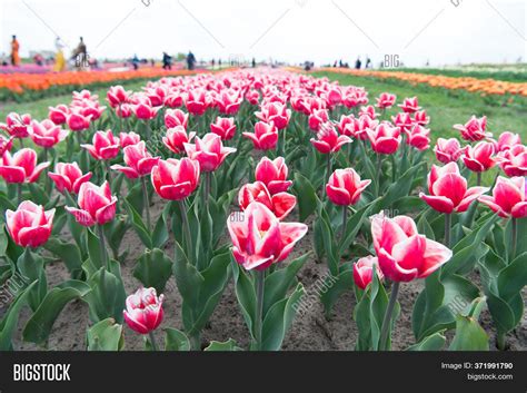 Tulip Mania Tulip Image And Photo Free Trial Bigstock