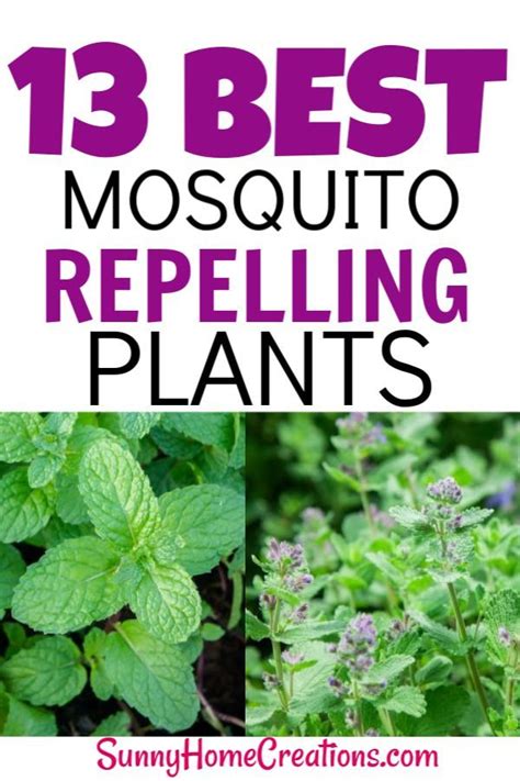 Best Mosquito Repellant Plants For Your Backyard Garden Prevent