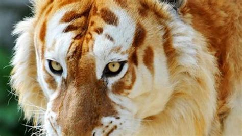 Golden Tiger Wallpapers Top Free Golden Tiger Backgrounds