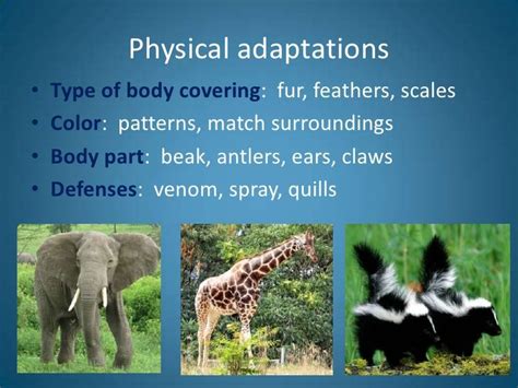 Pin On Animal Adaptations