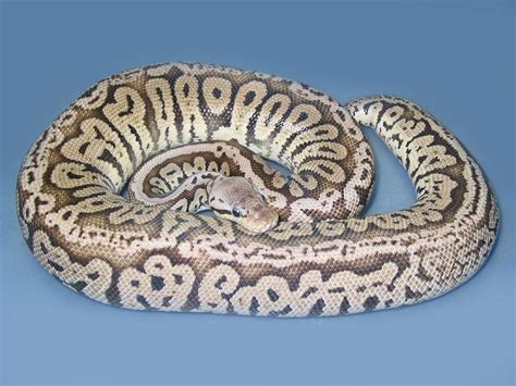 Red Axanthic Super Pastel Morph List World Of Ball Pythons
