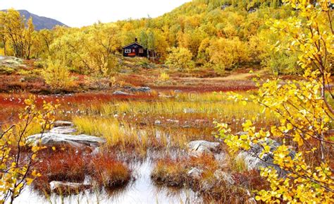 Fall In Northern Wilderness Yukon T Canada Stock Image Image Of