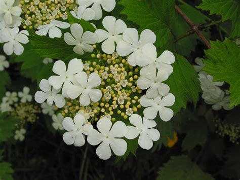 Rose water is a liquid made using water and rose petals. Guelder rose - How To Grow Trees