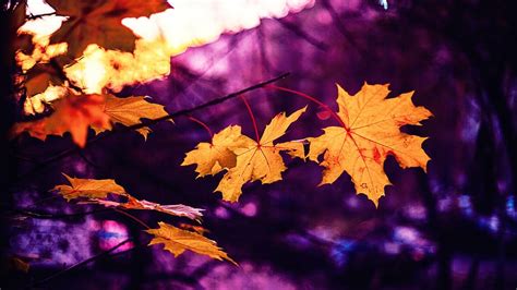 Hd Wallpaper Dried Maple Leaf In Purple Background Autumn Sheets