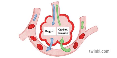 Gasudveksling I Alveolerne Videnskab Diagram Biologi Ks Ks Illustration