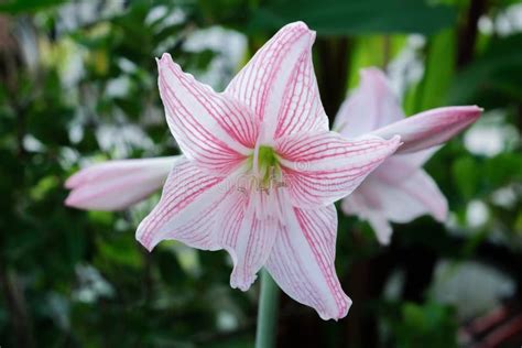 Star Lily Flower Stock Image Image Of Lily Perennial 152455131