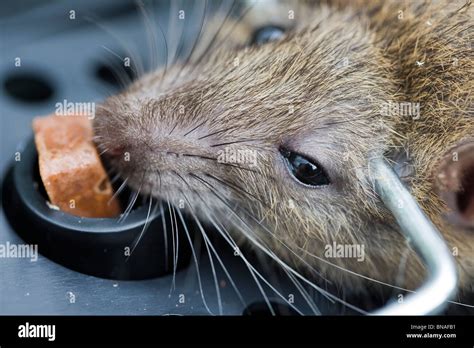 Rat Caught In Trap Hi Res Stock Photography And Images Alamy