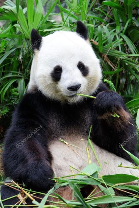 Panda Velká Medvěd Jíst Bambus — Stock Fotografie © Leungchopan 13895294