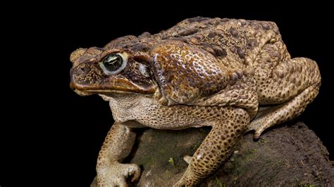 Cane Toads Reportedly Spotted In Truro In Sa Mid North The Advertiser