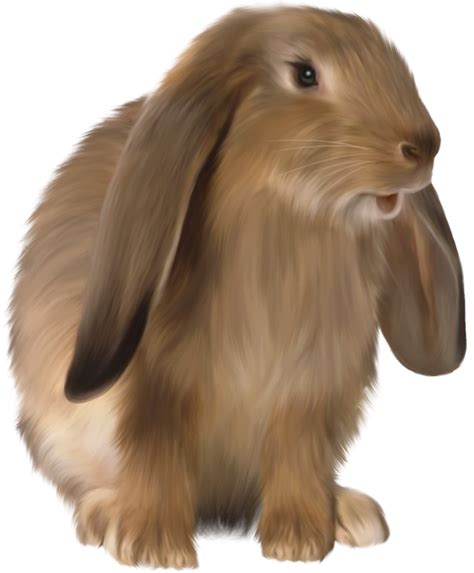 Cute Brown Bunny PNG Picture | Rabbit cartoon images, Rabbit pictures, Rabbit png