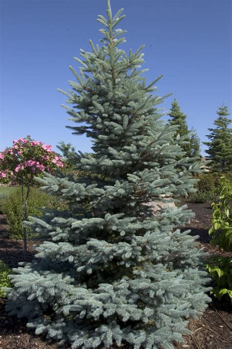 Fat Albert Blue Spruce Plant Library Pahls Market Apple Valley Mn