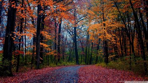 Forests Forest Foliage Autumn Road Path Scene Nature Fall
