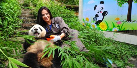 Panda Volunteer One Day Tour At Bifengxia Panda Base China Tour From