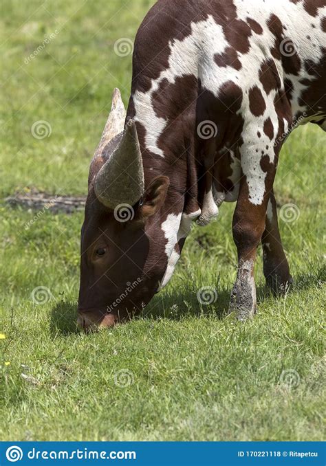 The Ankole Watusi Baby Cattle Stock Photo Image Of Fauna Calf 170221118