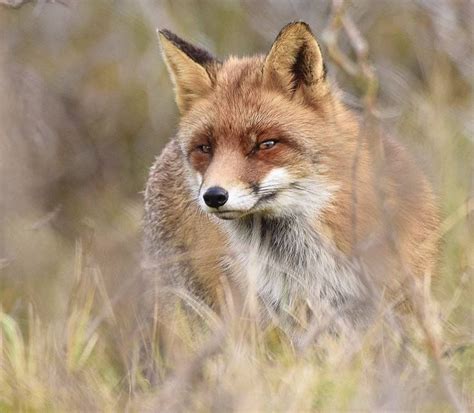 Red Fox By Erik Lindhout On 500px Fox Fantastic Fox Funny Fox