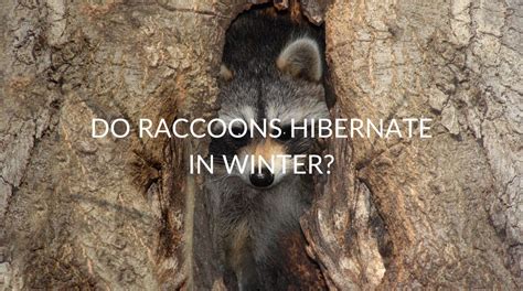 Do Raccoons Hibernate In Winter Pest Prevention Patrol
