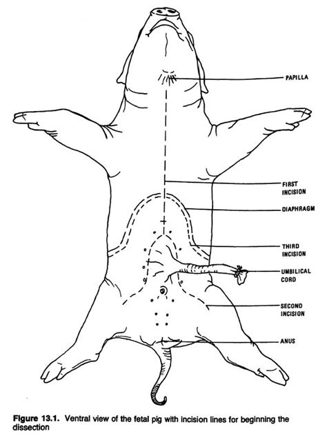 Diagram Male Reproductive System Fetal Pig Diagram Mydiagramonline