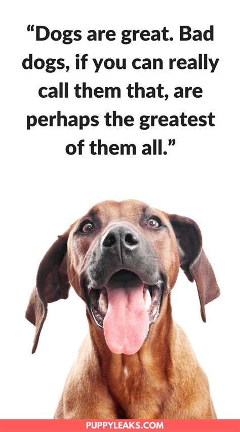 Best 2 Adopt A Dog Quotes Best Dont Miss Black Cat White Dog News