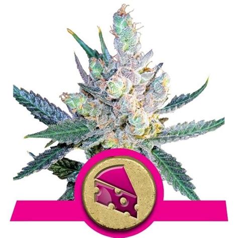 Royal Cheese Fast Flowering Strain Information Cannaconnection